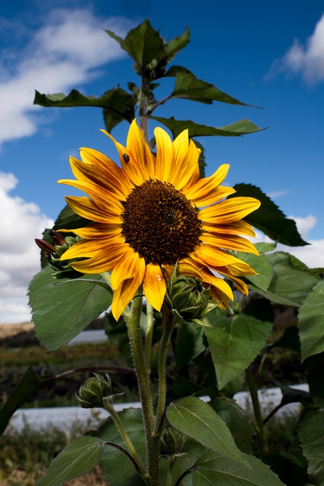 Bozeman Portrait Photography Gallatin Valley Botanical Farm Sunflowers
