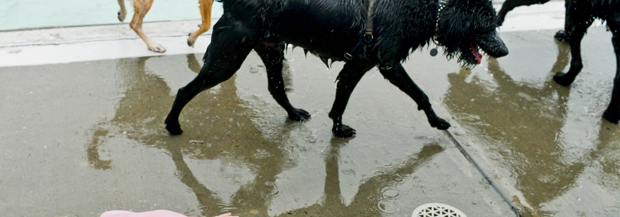 Bozeman_Photographer_Bogert_Swimming_Pool_Dogs